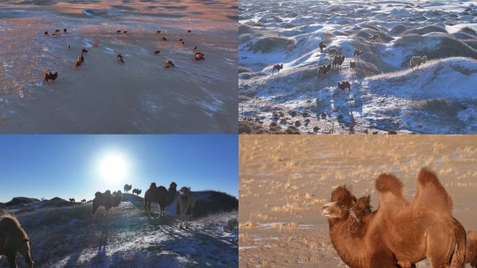 雪地 沙漠 草原骆驼 冬季 戈壁 太阳