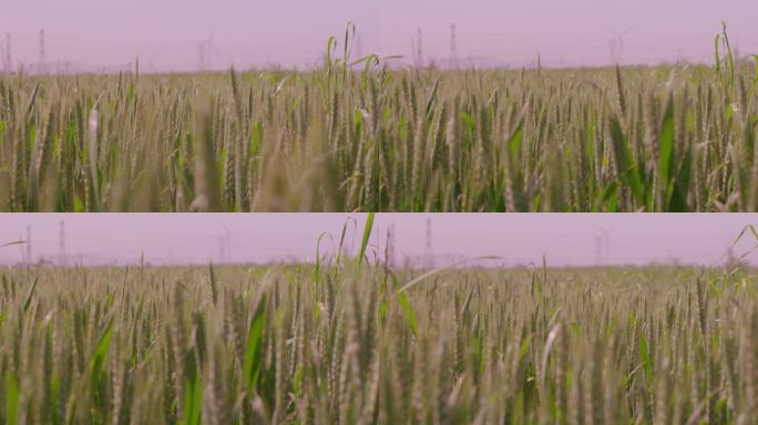 小麦麦子麦地特写空镜3
