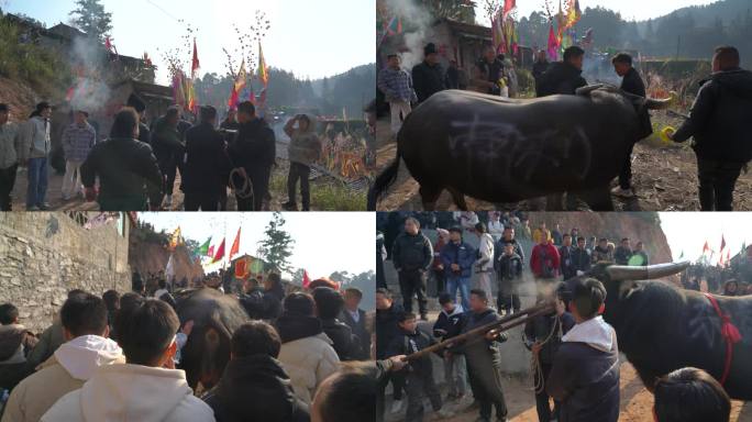 4K 黔东南州传统斗牛文化14