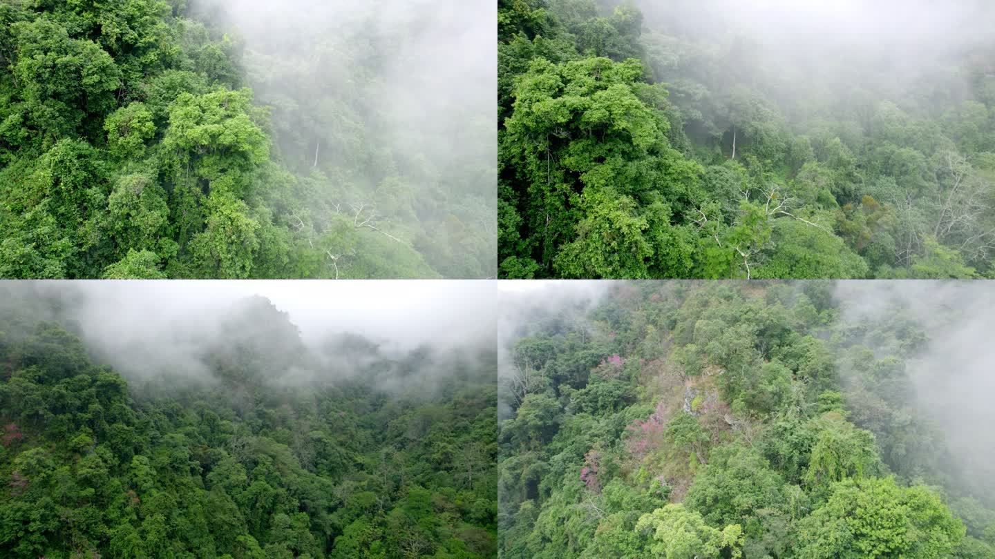 澜沧江边山谷云雾里的雨林5.4k航拍