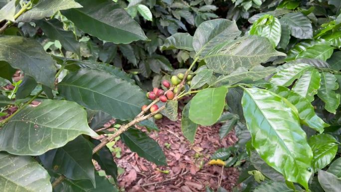 咖啡树与新鲜咖啡豆在庄园- 4k视频在60fps