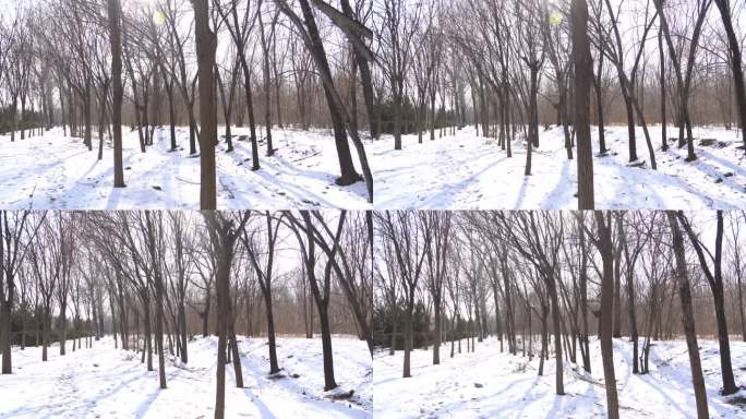 冬季树林雪地行走主观视角拍摄