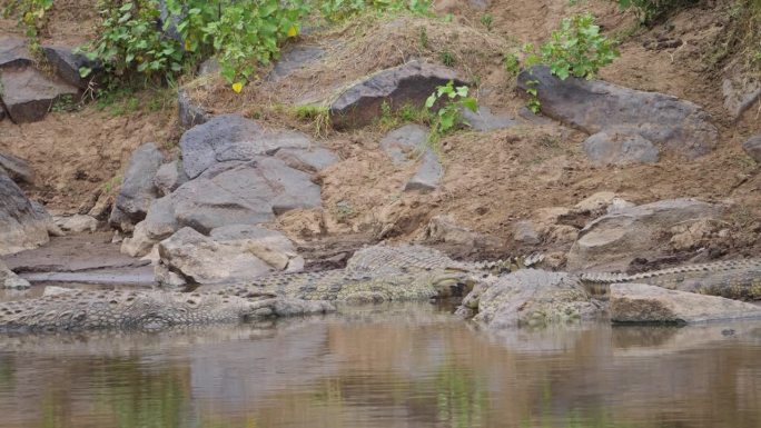 尼罗河鳄鱼或短吻鳄在马赛马拉的一条河里晒太阳