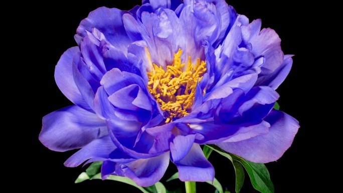 温柔的色调在蓝色牡丹开放花在时间推移在一个黑色的背景。植物牡丹珊瑚至尊改变花瓣颜色从深蓝色到黄色，而