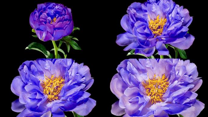 温柔的色调在蓝色牡丹开放花在时间推移在一个黑色的背景。植物牡丹珊瑚至尊改变花瓣颜色从深蓝色到黄色，而