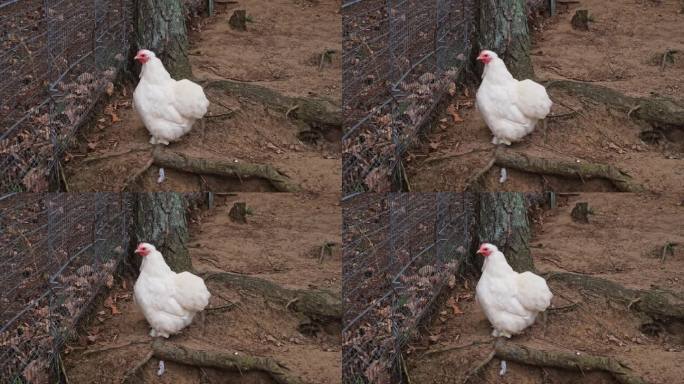 毛茸茸的白色奥平顿母鸡漫游在围栏鸡跑区