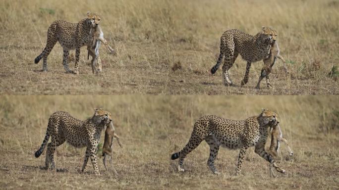 猎豹正在捕猎一只小汤姆逊瞪羚并用嘴抓住它