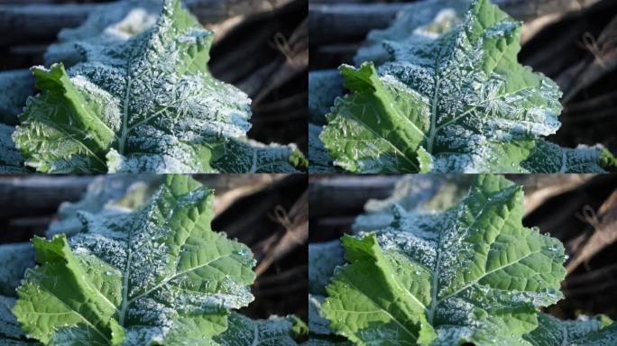 蔬菜叶子上霜冻融化延时摄影1
