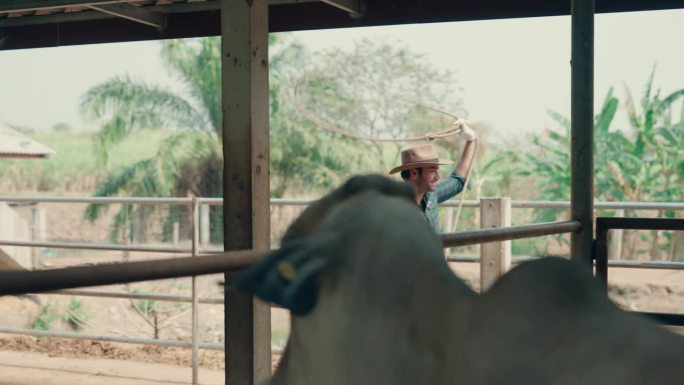 正宗牛仔套索动作:牧马人在肉牛牧场练习套索技巧。