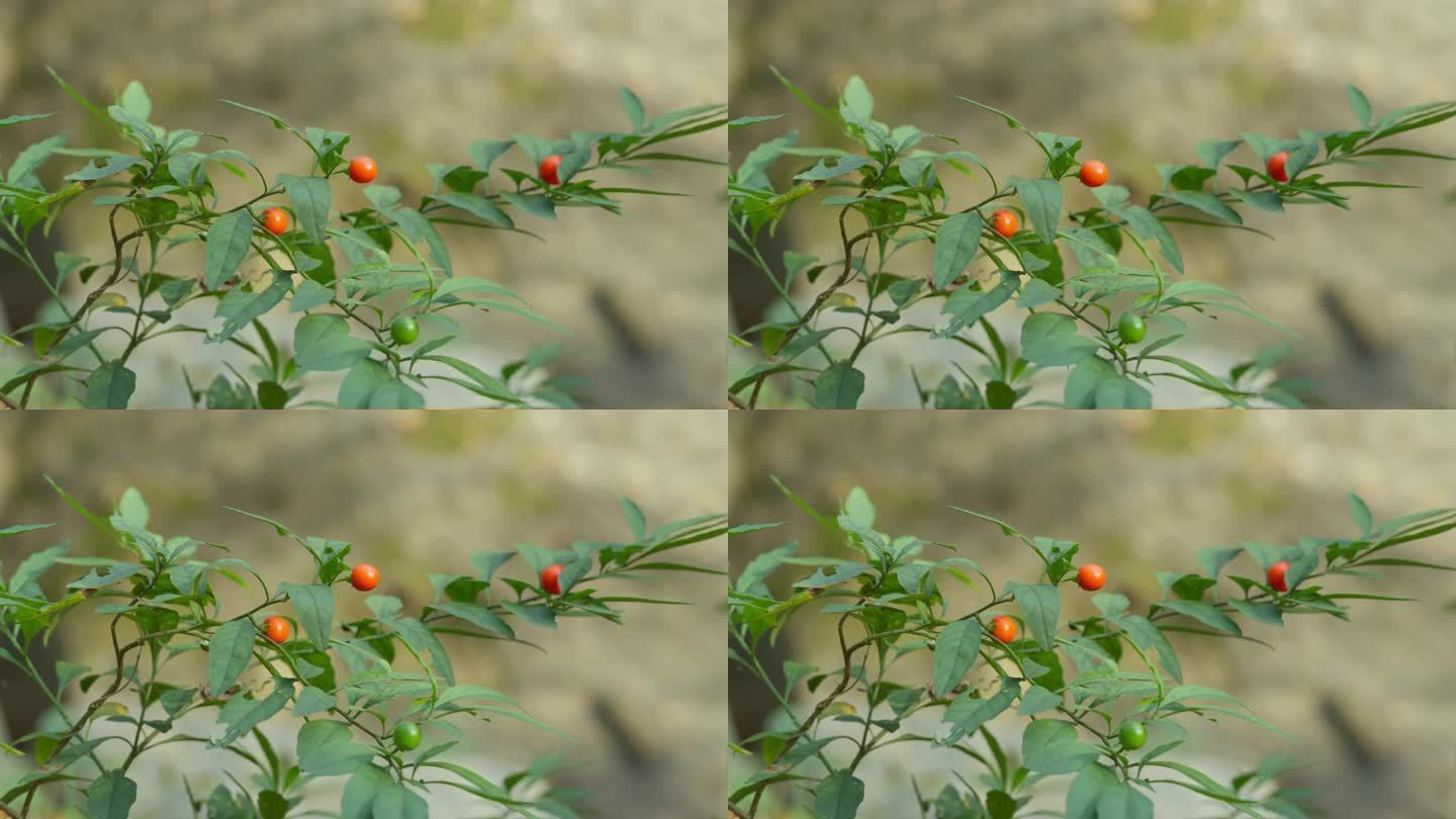 珊瑚樱 吉庆果 冬珊瑚 珊瑚豆茄科植物