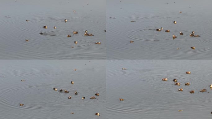 浙江冬天水面湖面候鸟水鸟野鸭实拍原素材
