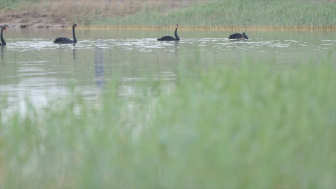 湿地公园的黑天鹤