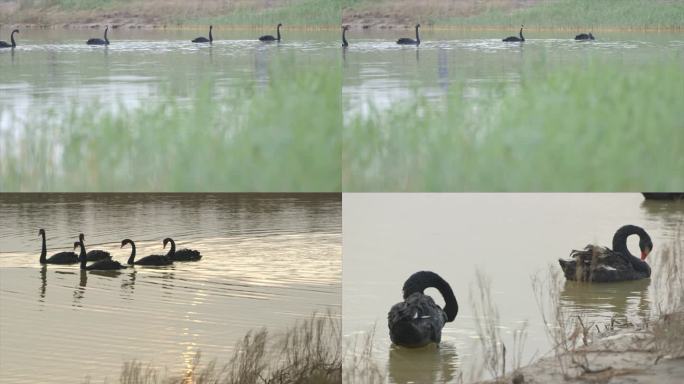 湿地公园的黑天鹤