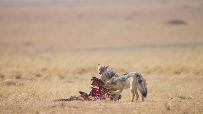 黑背豺狼在猎食野牛的猎物