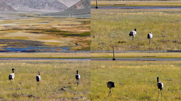 航拍西藏阿里班公湖湿地鸟类风光