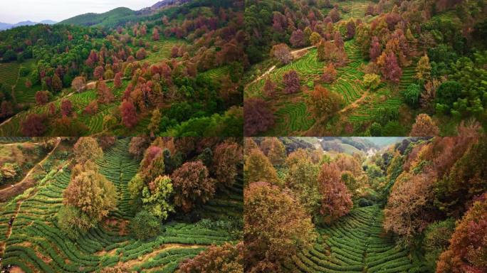 广东惠州“无量山”上仙湖枫叶航拍4K视频