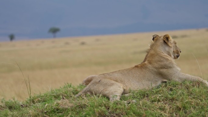 小狮子坐在马赛马拉平原上的一个土丘上