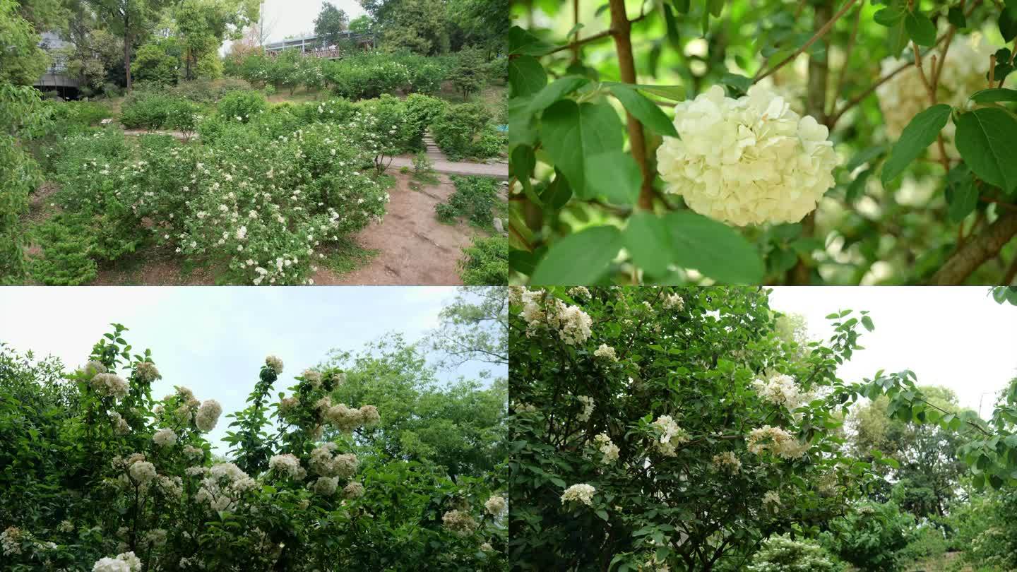 植物园珍稀植物 绣球花 荚蒾 草本植物