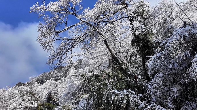 重庆南川：金佛山玉树开“琼花”