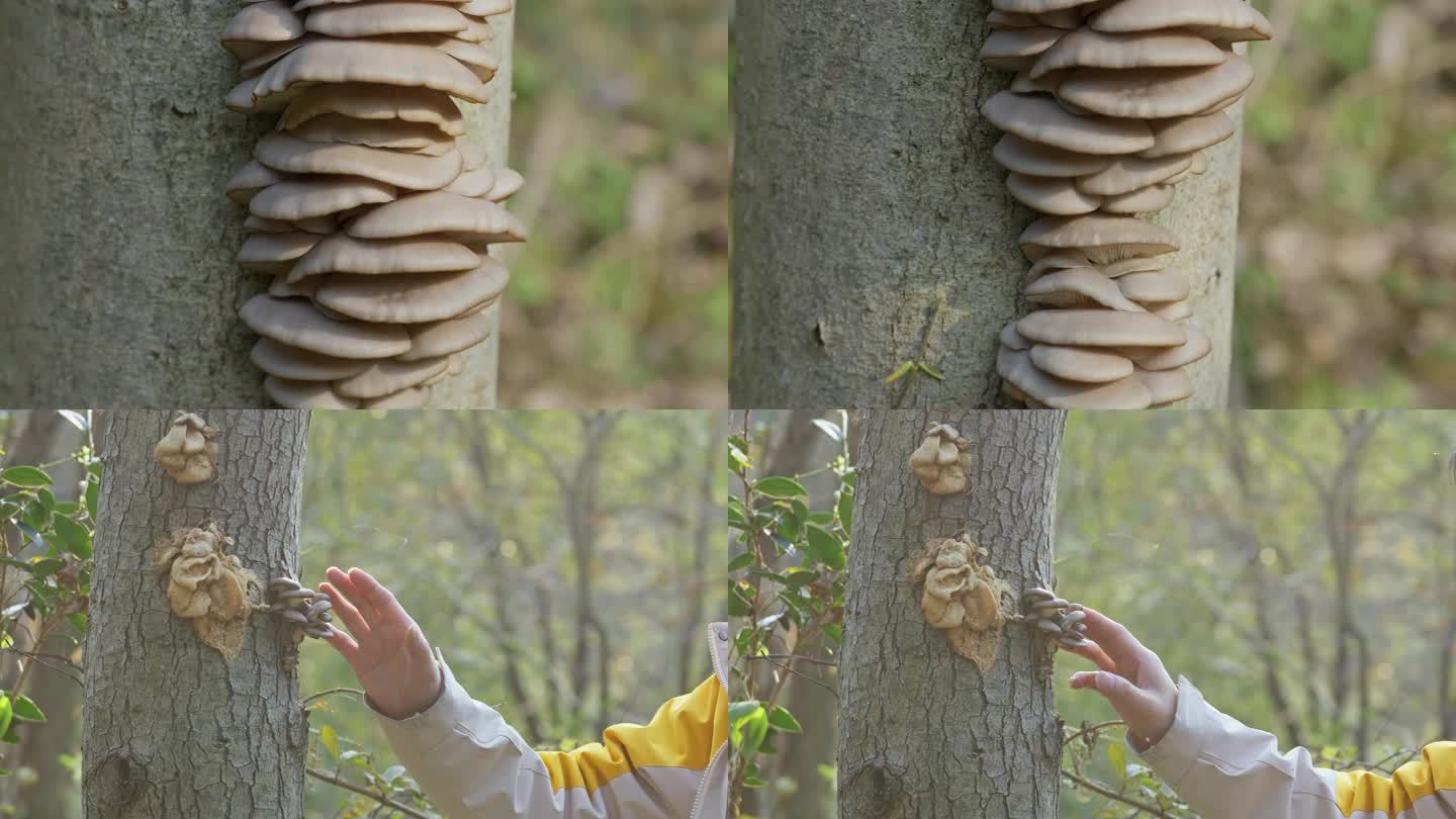 野生平菇蘑菇 生长在树干上的平菇
