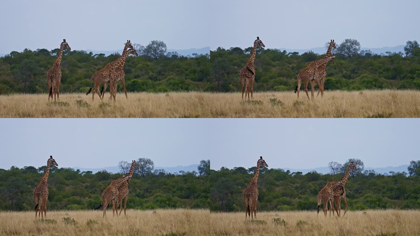 两只长颈鹿互相搂着脖子