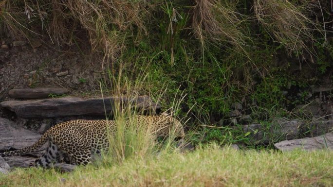 非洲豹在它的栖息地