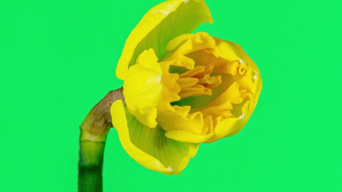 野生水仙花盛开的绿色背景在4K延时缩放电影。水仙花在动人的时光流逝中绽放和盛开。