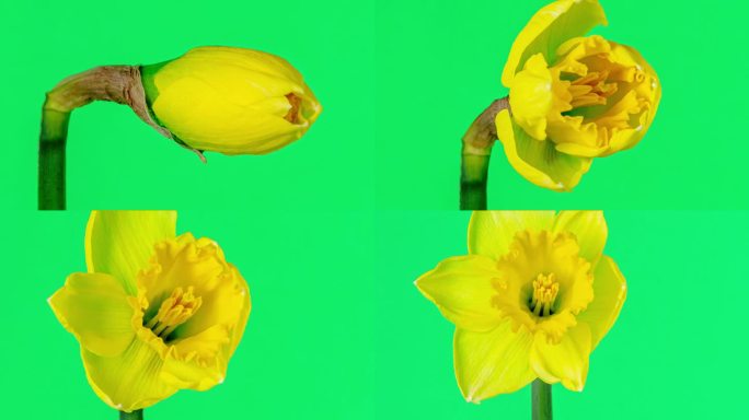 野生水仙花盛开的绿色背景在4K延时缩放电影。水仙花在动人的时光流逝中绽放和盛开。