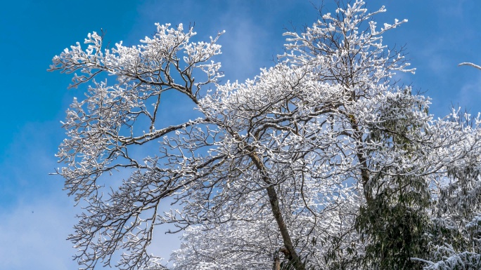 重庆南川：金佛山玉树开“琼花”