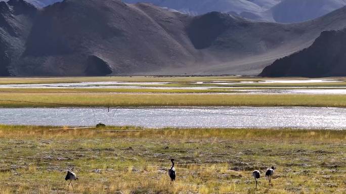 航拍西藏阿里班公湖黑颈鹤