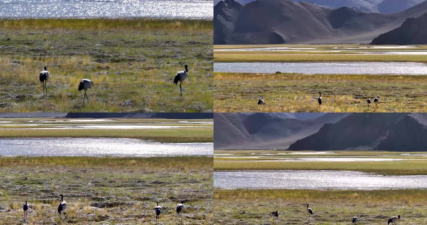 航拍西藏阿里班公湖黑颈鹤