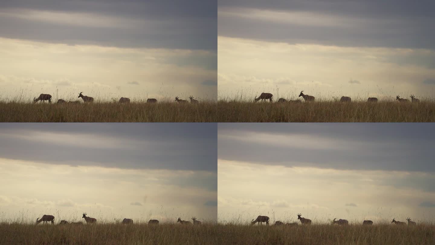 托皮羚羊在草地上吃草，映衬着明亮的天空
