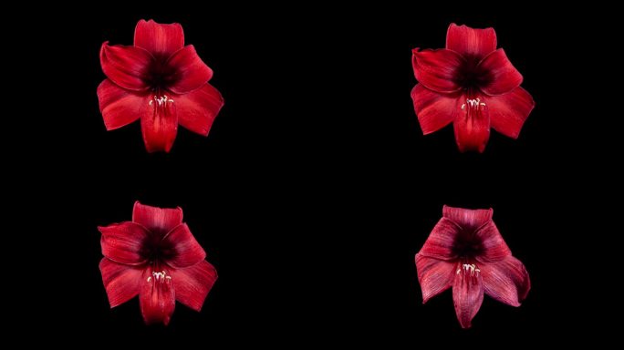 红色海马菊闭合花在黑色背景上的时间流逝。桔梗花蕾枯萎病。春天完美盛开的室内植物