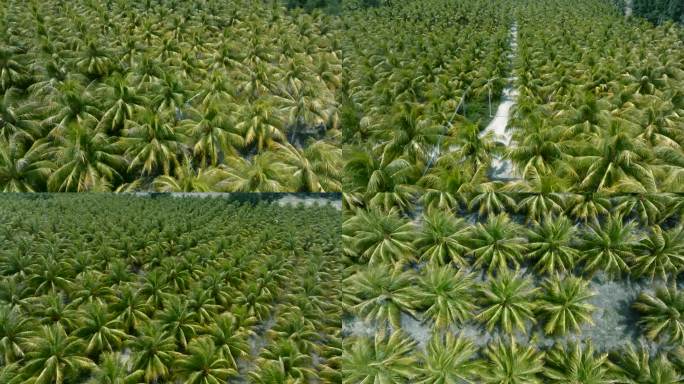 椰树种植园航拍