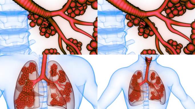 人体呼吸系统肺与肺泡解剖动画概念