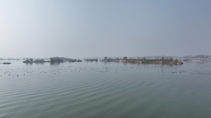 航拍襄阳汉江湿地候鸟水鸟生态环境自然风光