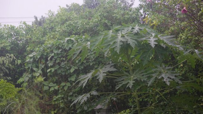 强风和大雨倾泻在屋顶上