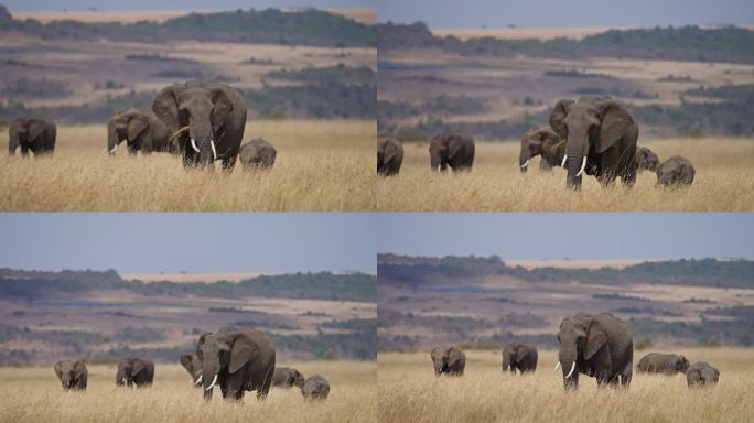 一群非洲象庄严地走过广阔的热带稀树草原