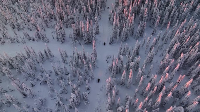 鸟瞰图跟随雪上摩托车在雪山森林中间，日落在拉普兰