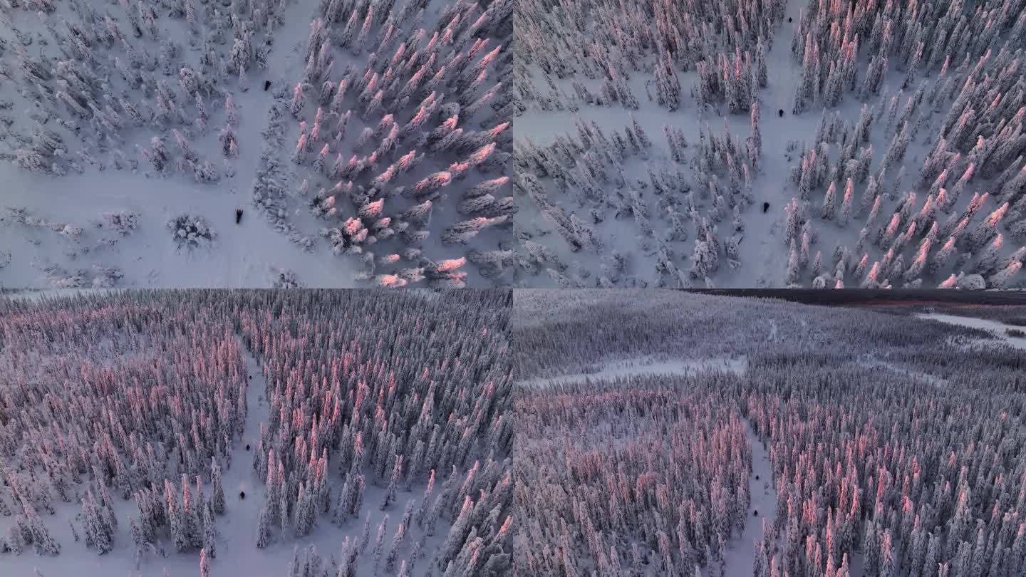 鸟瞰图跟随雪上摩托车在雪山森林中间，日落在拉普兰
