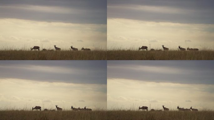 托皮羚羊在草地上吃草，映衬着明亮的天空