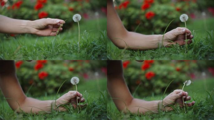 一个女人拿着蒲公英，在她的手中吹着它，它的种子散开了，背后是红色的花朵。缓慢的运动。
