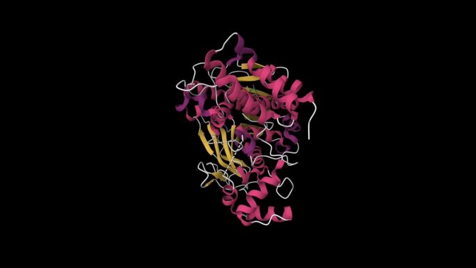 天然重组人胆汁盐活化脂肪酶的晶体结构
