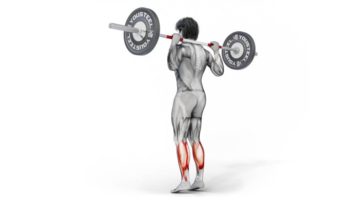 三维设计的肌肉特征训练小腿-杠铃孤立的白色背景