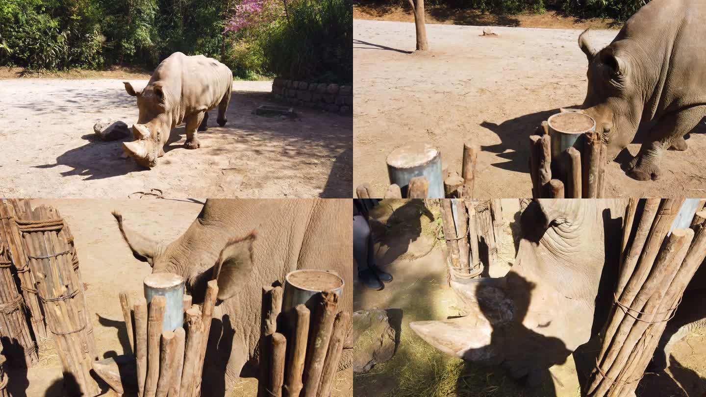 南非白犀牛向你走来 4k 动物实拍