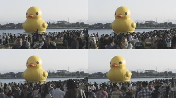 3K深圳湾大黄鸭RubberDuck人群