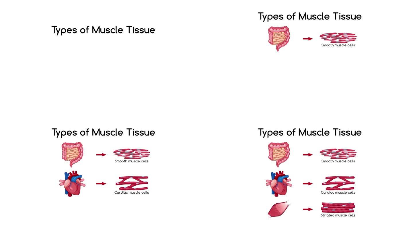 肌肉组织图的类型