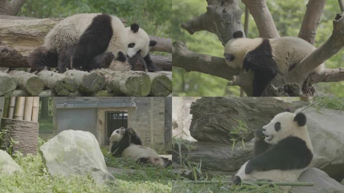 两只熊猫玩耍 熊猫吃竹子 熊猫爬树睡觉