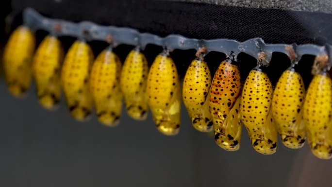 新生的蝴蝶和黄色的茧蛹