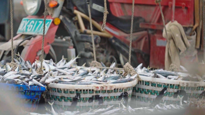 福建渔港打鱼收获渔业运输海洋捕捞鲅鱼养殖